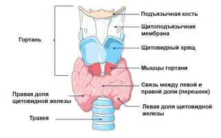 Секреты рака щитовидной железы от А до Я