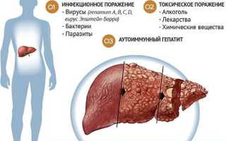 Функции печени в организме человека