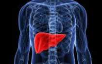 Печень человека анатомия