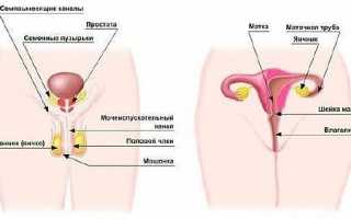 ПОЛОВАЯ СИСТЕМА