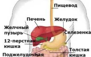 Расположение печени у человека