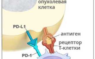 Иммунотерапия при онкологии и раке: что это такое, цена, препараты