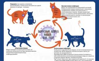 Кошки тоже могут болеть лейкозом, а всему виной вирус…
