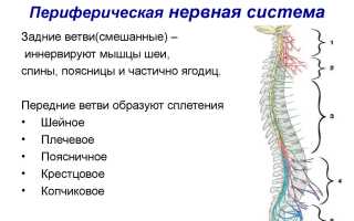 МОНОНЕВРИТЫ (Мононевропатии)
