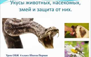 УКУСЫ ЖИВОТНЫХ, БОЛЬНЫХ БЕШЕНСТВОМ, ЯДОВИТЫХ ЗМЕЙ И НАСЕКОМЫХ