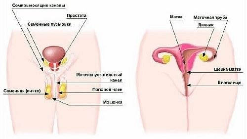Половая система половая система человека