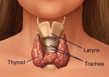 Щитовидная железа человека щитовидная железа