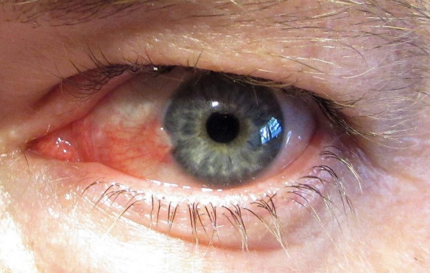 Пингвекула Пингвекула