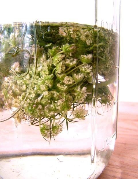 Настойка из болиголова Настойка из болиголова