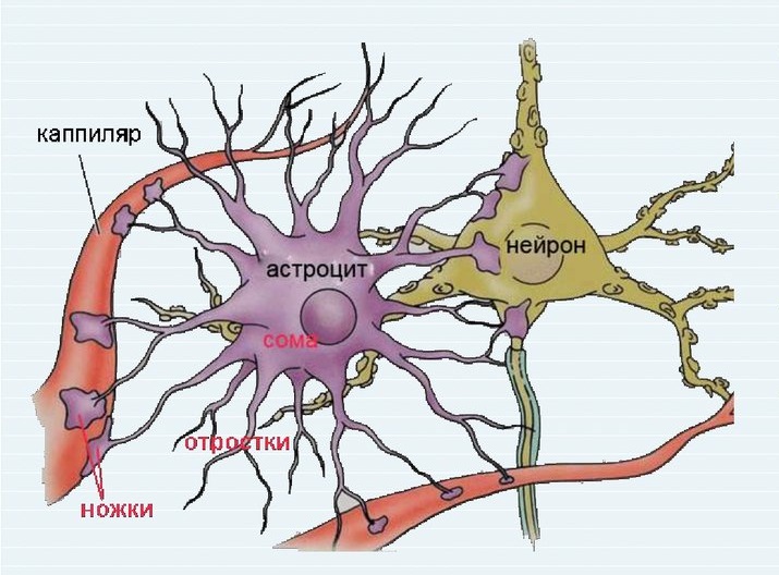 Астроциты Астроциты