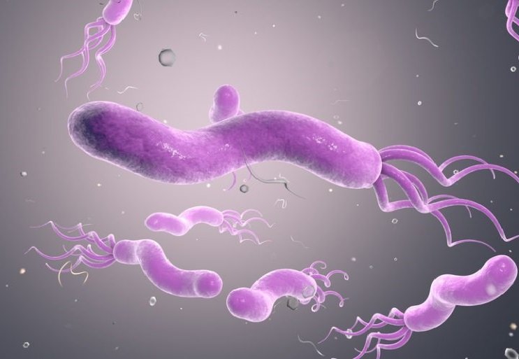 Бактерия Helicobacter pylori - фактор провоцирующий рак желудка Бактерия Helicobacter pylori - фактор провоцирующий рак желудка