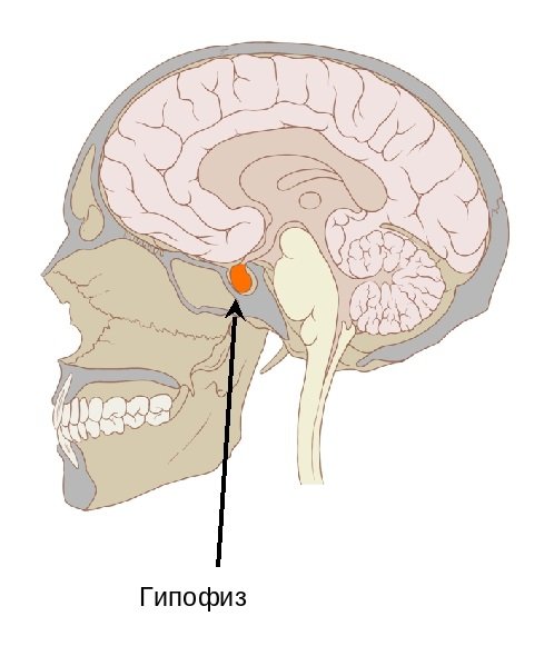 Гипофиз Гипофиз