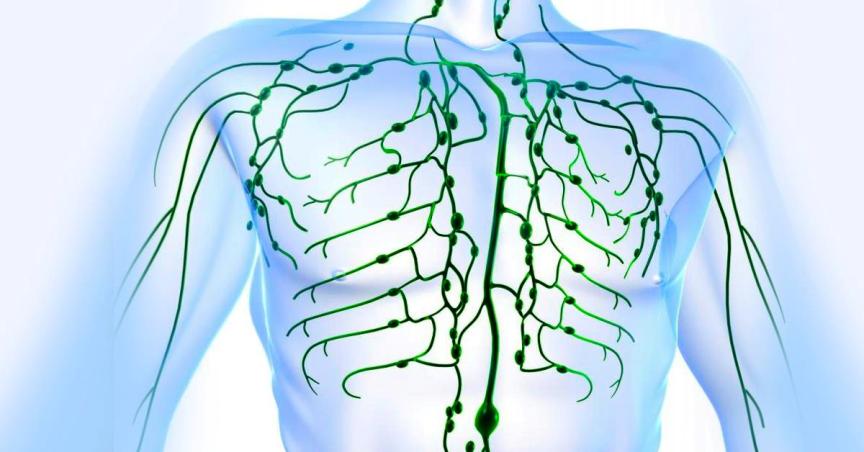 Лимфатическая система Лимфатическая система