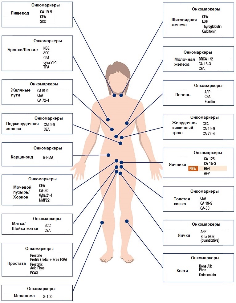 Виды онкомаркеров Виды онкомаркеров