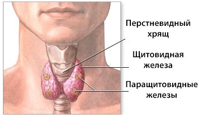 щитовидная железы щитовидная железы