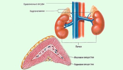 почки и надпочечники почки и надпочечники