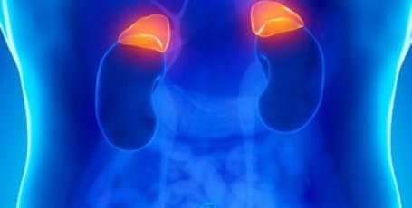 надпочечники надпочечники