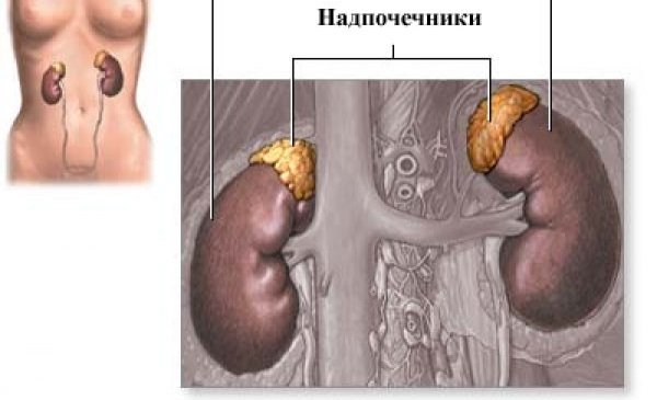 надпочечники надпочечники