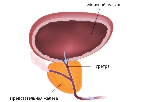 Анатомия предстательной железы Анатомия предстательной железы
