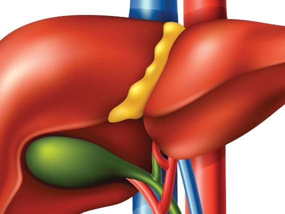 желчный пузырь желчный пузырь