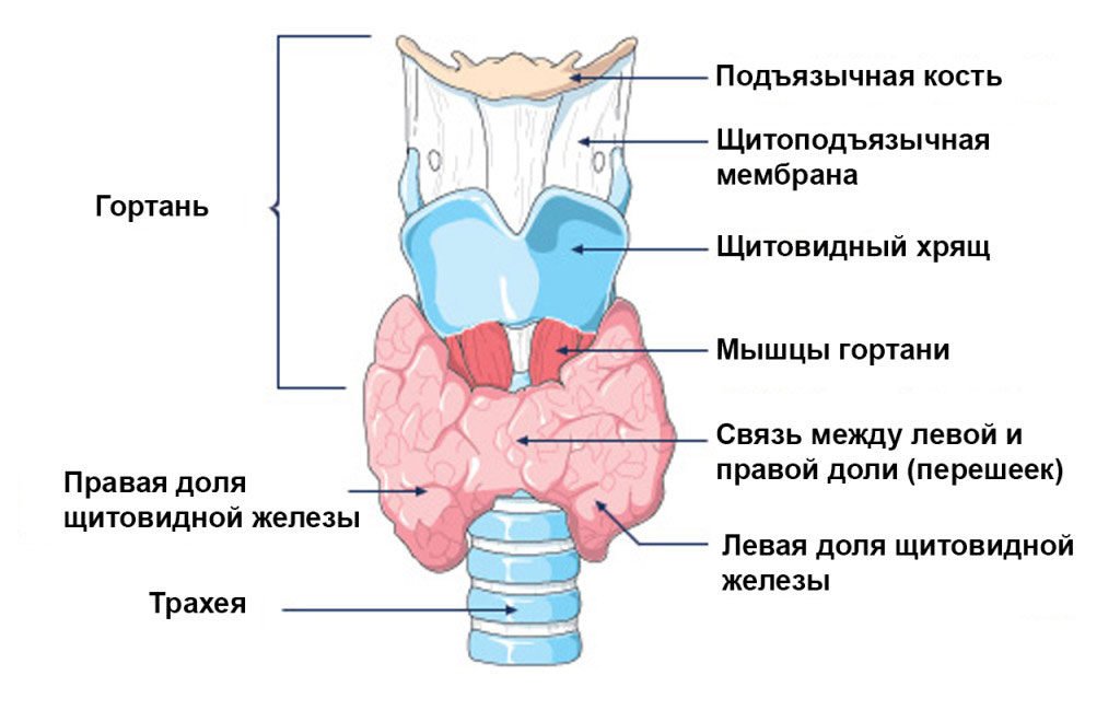 Строение щитовидной железы Строение щитовидной железы