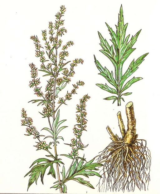 полынь против рака полынь против рака