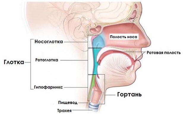 носоглотка носоглотка