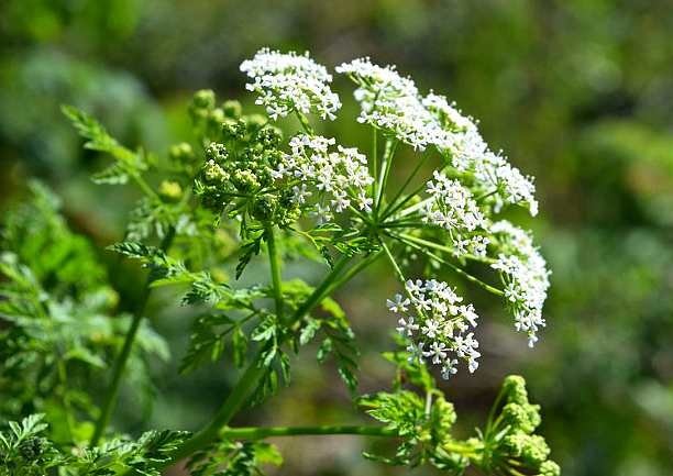 болиголов от рака болиголов от рака
