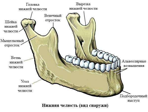 Анатомия нижней челюсти человека Анатомия нижней челюсти человека