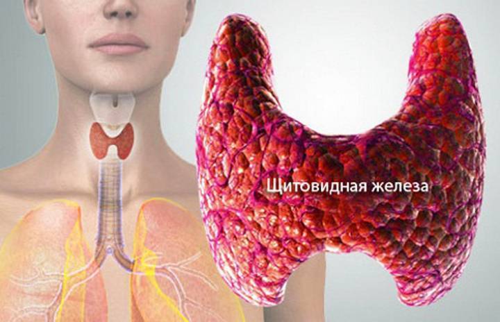 щитовидная железа щитовидная железа