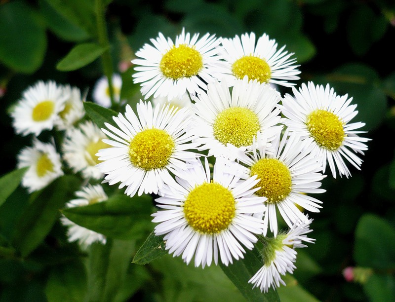 Ромашка для лечения аллергии Ромашка для лечения аллергии