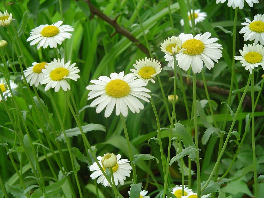 Ромашка для лечения аллергии Ромашка для лечения аллергии