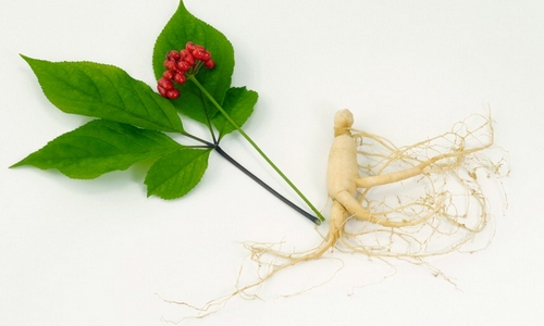 Азиатский (китайский) женьшень Азиатский (китайский) женьшень