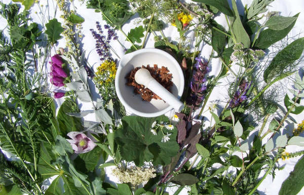 Фитотерапия для укрепления иммунитета Фитотерапия для укрепления иммунитета