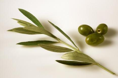 Использование оливкового листа для устранения заложенности носа при аллергии Использование оливкового листа для устранения заложенности носа при аллергии