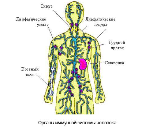 Органы иммунной системы человека Органы иммунной системы человека