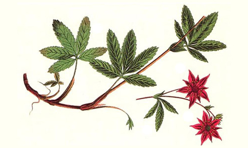 Фитотерапия при онкологии Фитотерапия при онкологии