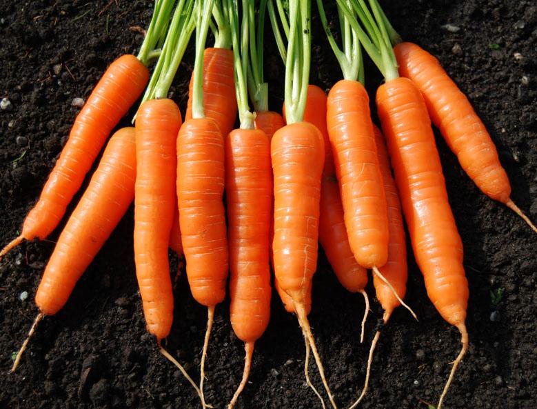 Морковь для повышения иммунитета Морковь для повышения иммунитета