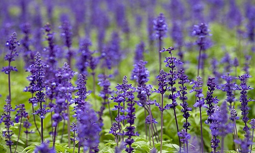 Шалфей для повышения иммунитета Шалфей для повышения иммунитета