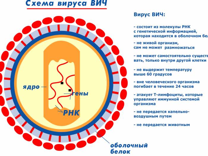 Схема вируса ВИЧ Схема вируса ВИЧ