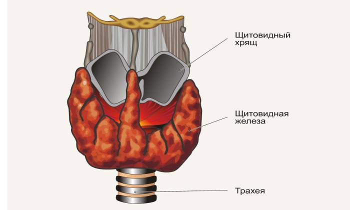 Щитовидная железа Щитовидная железа