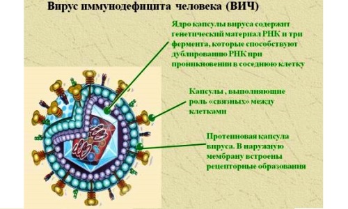 Структура вируса иммунодефицита человека Структура вируса иммунодефицита человека