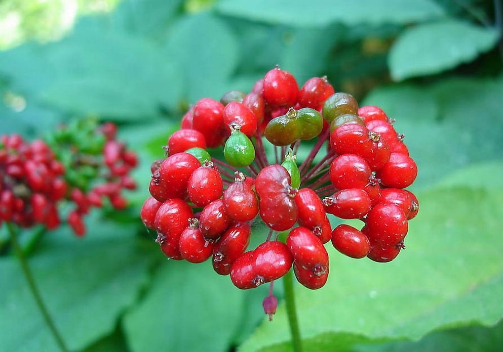 Женьшень для повышения иммунитета ребенка Женьшень для повышения иммунитета ребенка