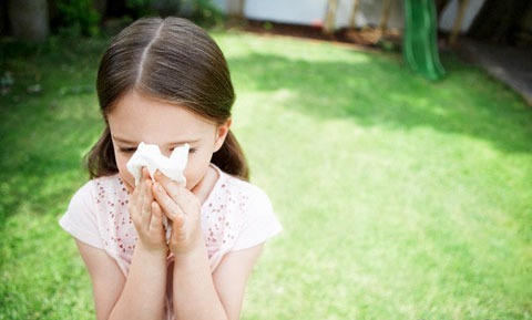 Аллергия на березовую пыльцу у детей Аллергия на березовую пыльцу у детей