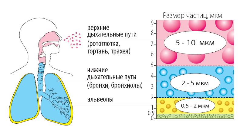 Принцип работы ингалятора при бронхиальной астме Принцип работы ингалятора при бронхиальной астме