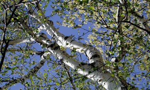 Проблема аллергии на березу Проблема аллергии на березу