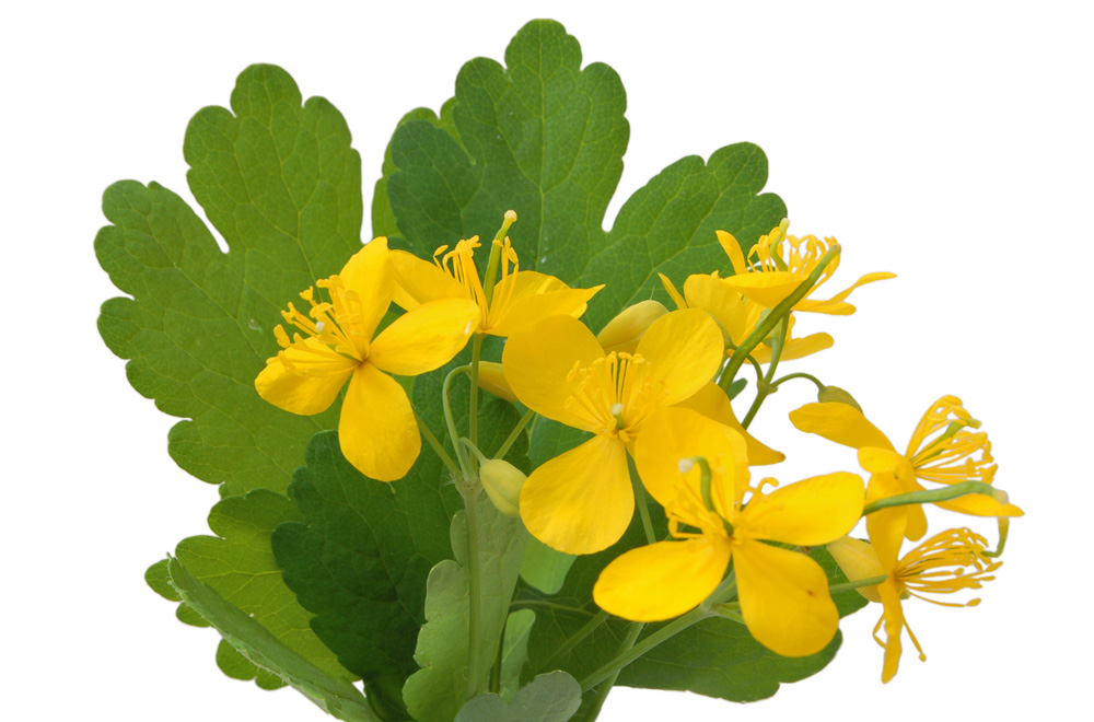 Чистотел для лечения аллергии на антибиотики Чистотел для лечения аллергии на антибиотики