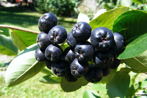 Арония для укрепления иммунитета Арония для укрепления иммунитета