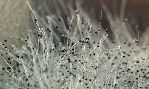 Проблема аллергии на плесень Проблема аллергии на плесень