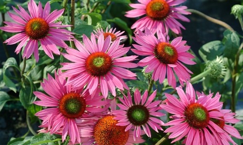 Эхинацея широко применяется в педиатрии для укрепления иммунитета Эхинацея широко применяется в педиатрии для укрепления иммунитета